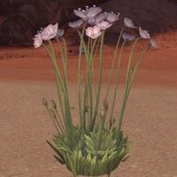Fleurs - 3
