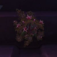 Fleurs - 5