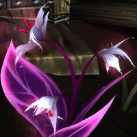 Fleurs - 7