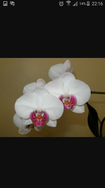 Fleuriste - 1