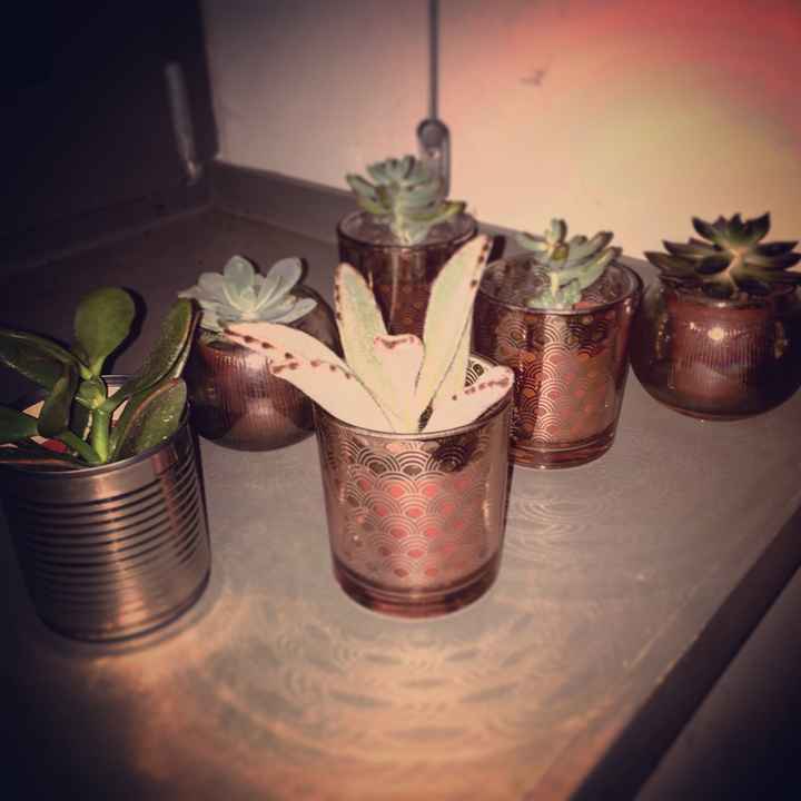  🌵plantes deco ! - 1