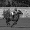Capucine
