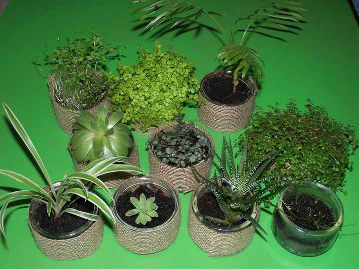 Plantes