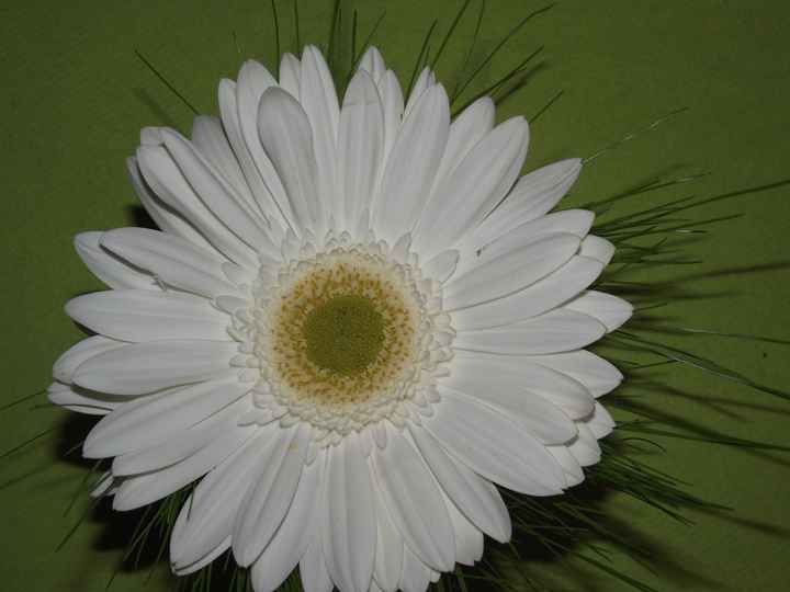 Gerbera