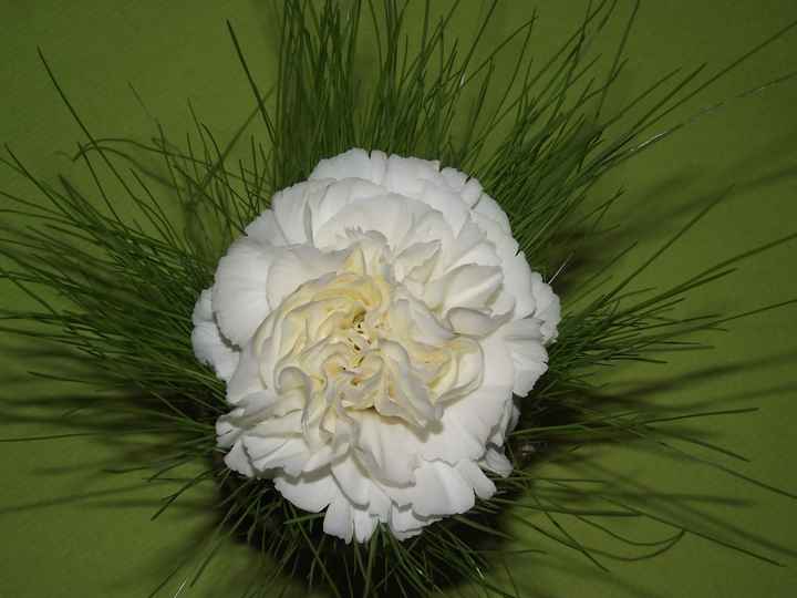 Oeillet