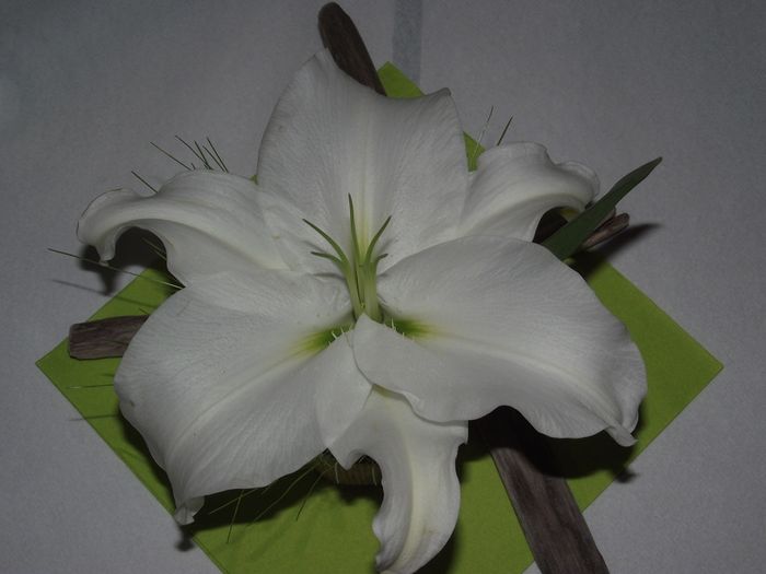 Lys blanc