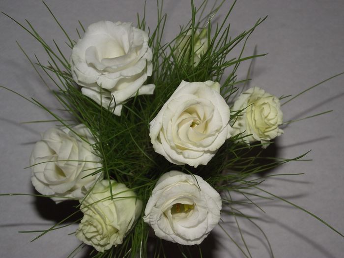 Lysianthus