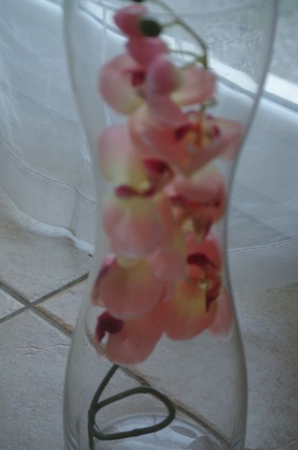 orchidée pour vase