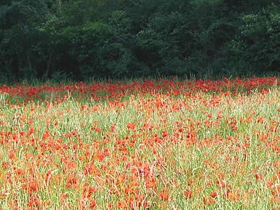 champs coquelicots