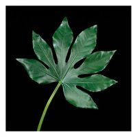feuille