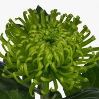 plante