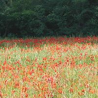 champs coquelicots