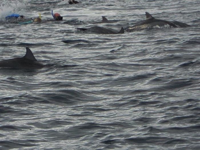 Nage avec les dauphins