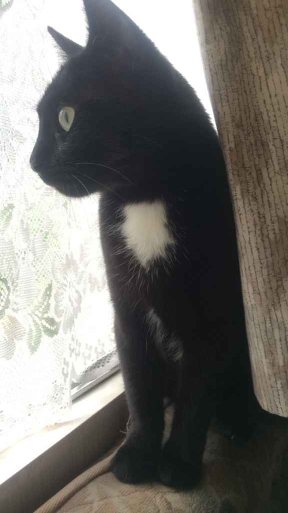 Votre petit compagnon - 1