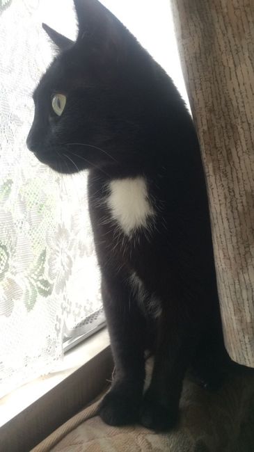 Votre petit compagnon - 1