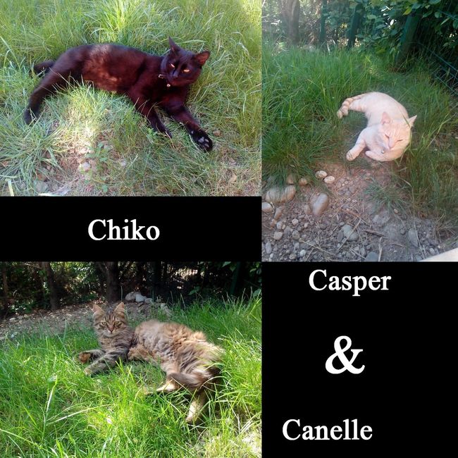 Nos chats 