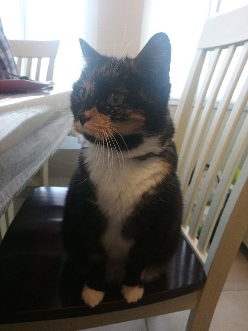 Montrez-moi vos boules de poils ! 😻 - 2