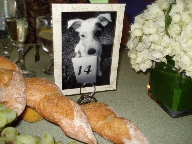 Inspi animale - 22