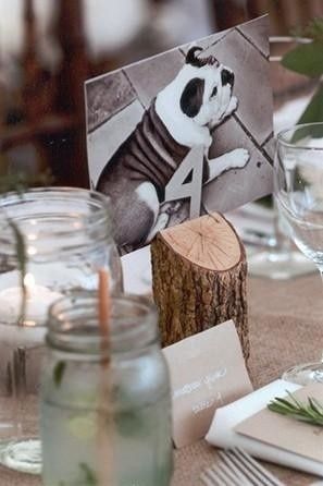 Inspi animale - 23
