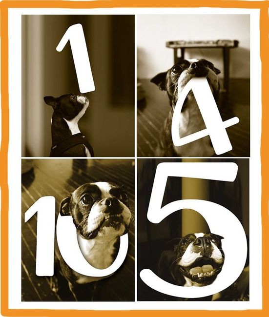 Inspi animale - 24