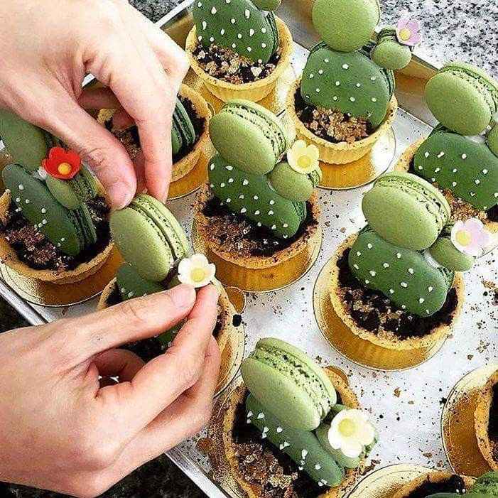 Inspi cactus - 16