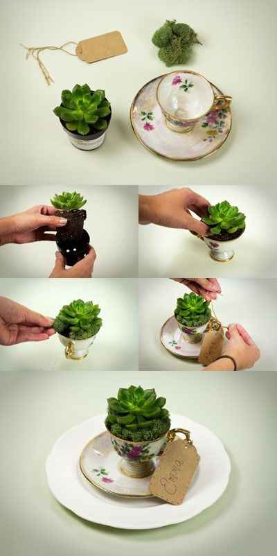Inspi cactus - 35