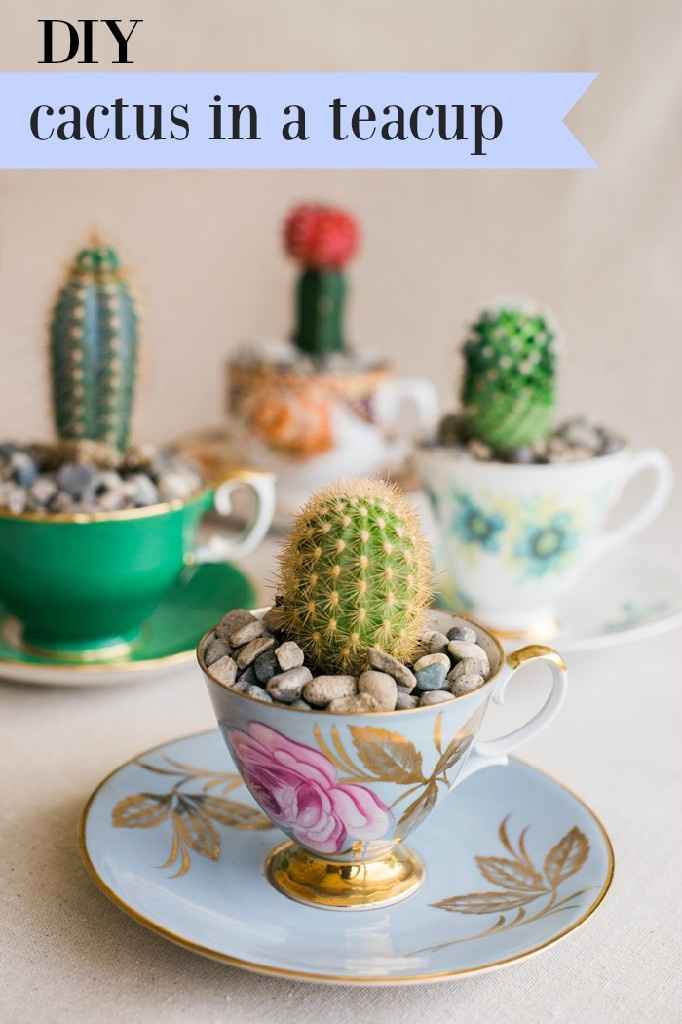 Inspi cactus - 36