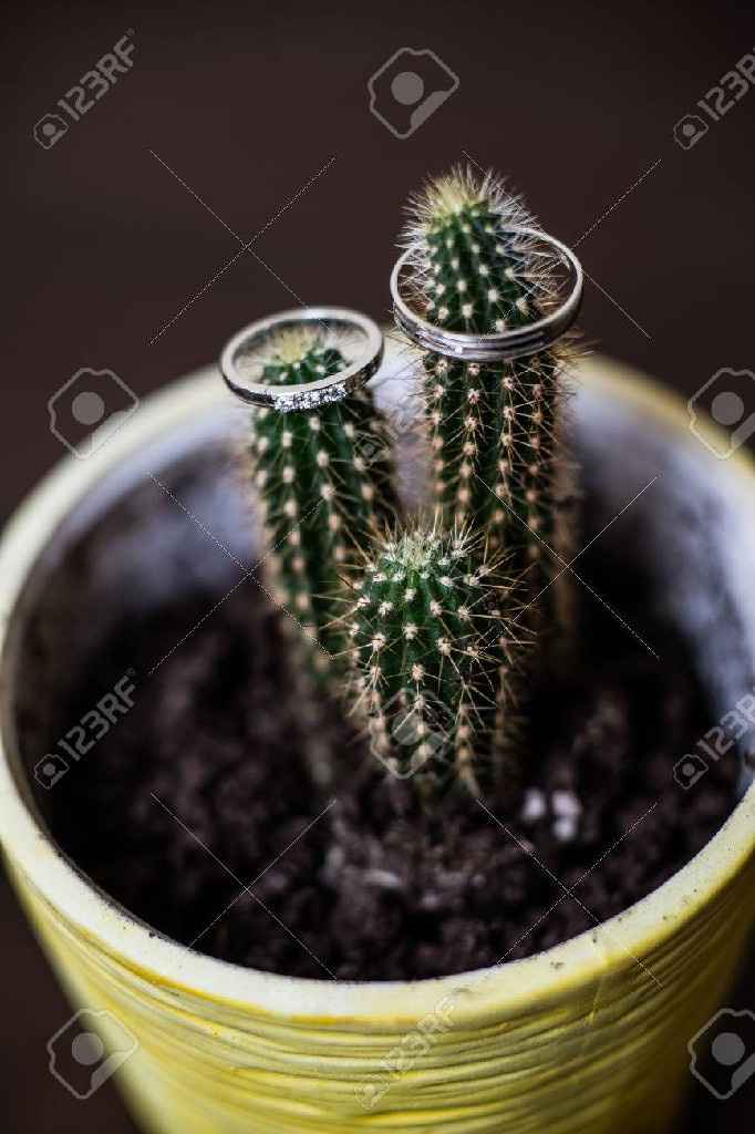 Inspi cactus - 41