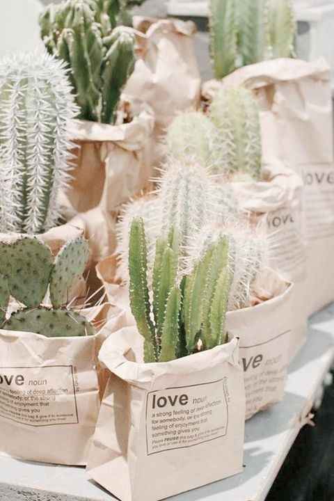 Inspi cactus - 50