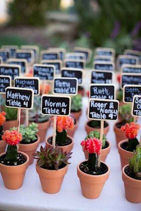 Inspi cactus - 52