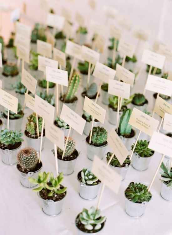 Inspi cactus - 55
