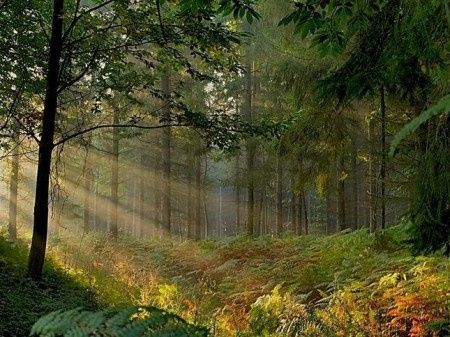 Forêt de Brocéliande