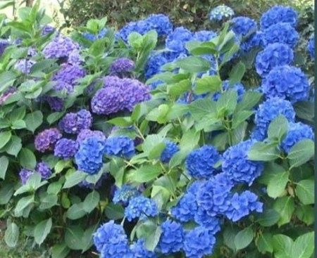 bleu Bretagne