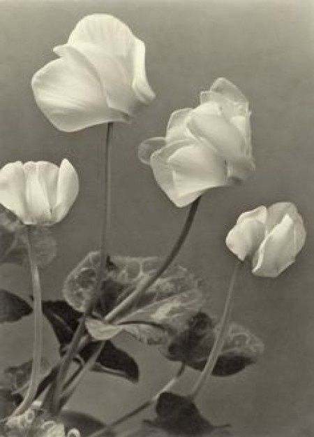 fleur du bouquet