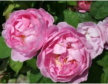 roses anglaises
