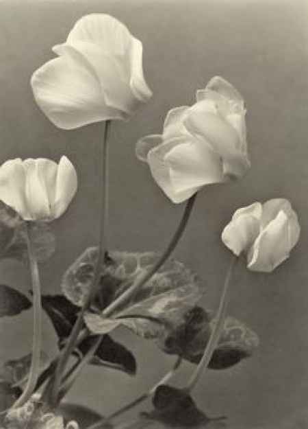 fleur du bouquet