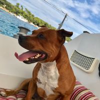 Comment s'appellent vos animaux poilus ? - 1