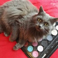  Mon petit bébé chat 😋 - 1