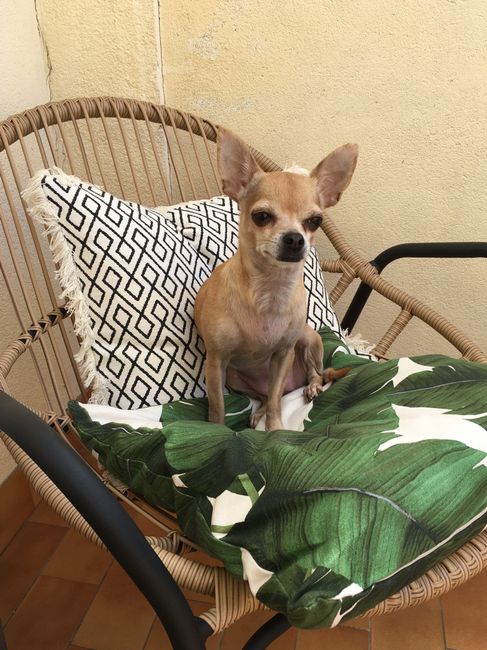 Animal, animaux, photos de nos chéris - 1