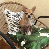 Animal, animaux, photos de nos chéris - 1