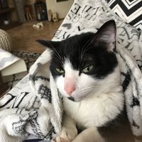 Animal, animaux, photos de nos chéris - 2