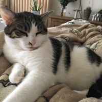 Animal, animaux, photos de nos chéris - 3