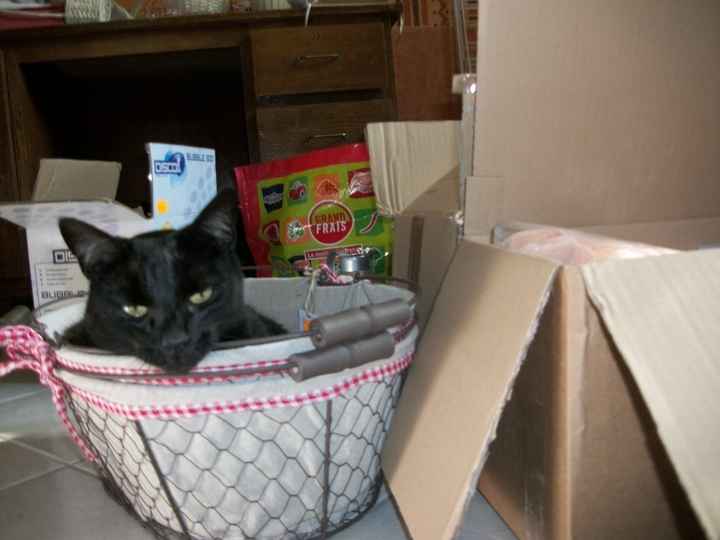 Minette m'aide dans la déco ...