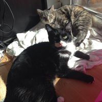 Nos amis les bêtes - 1