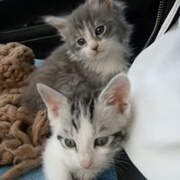Vos animaux de compagnie ! - 1