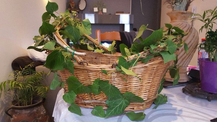 Activité lierre - 2