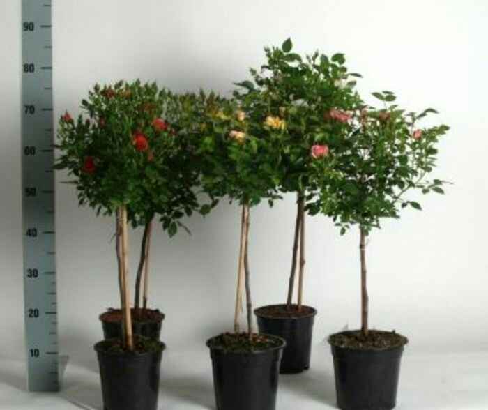 Location de plantes - 53 - 1