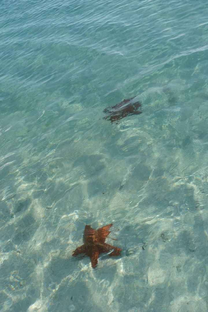 Etoiles de mer