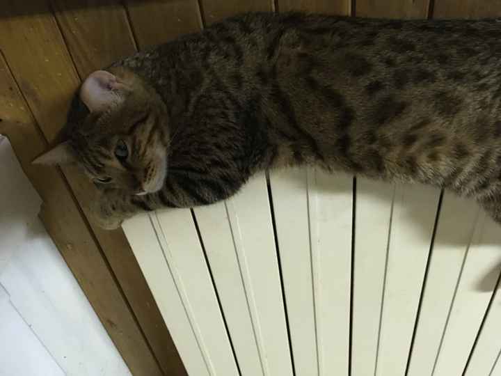  Mon petit bébé chat 😋 - 1