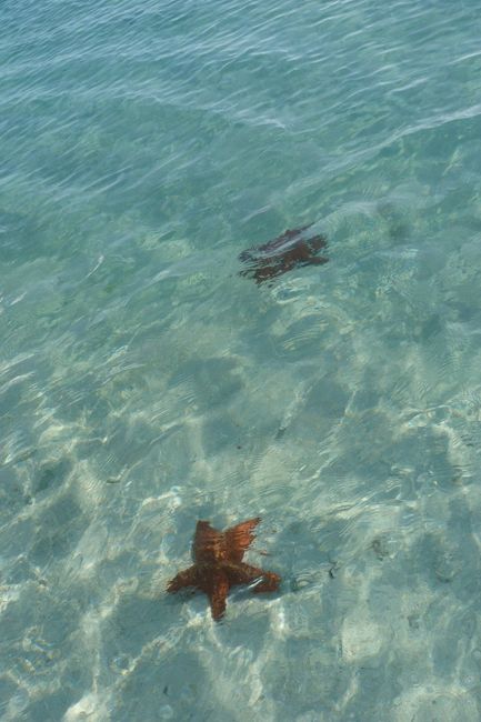 Etoiles de mer